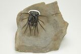 Bizarre Dicranurus Trilobite - Excellent Specimen #208195-3